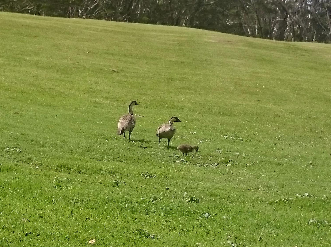 火山高尔夫乡村俱乐部-火山必去景点