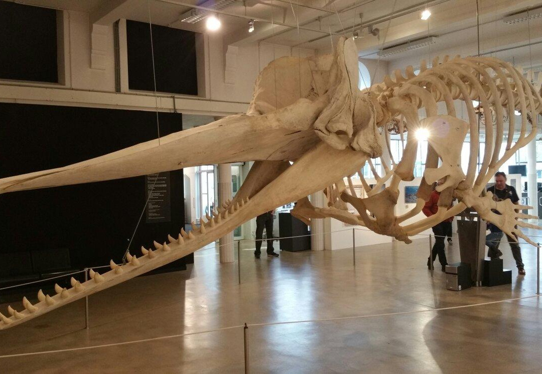 Natuurmuseum Brabant景点图片