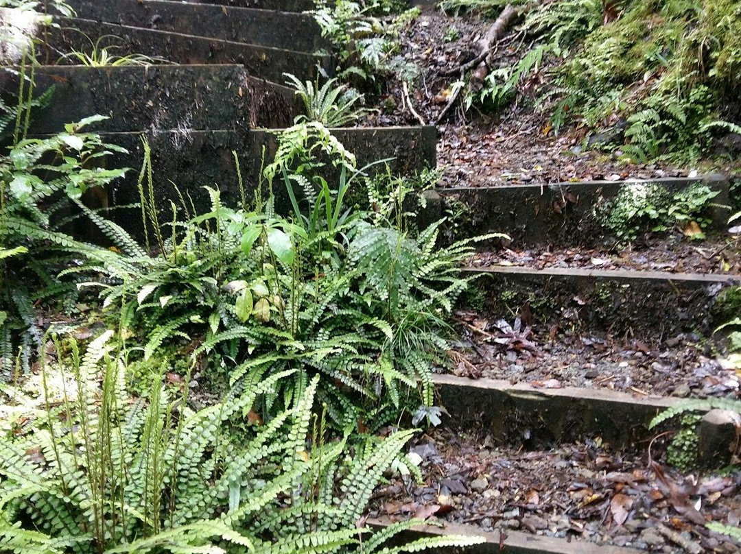 The Goblin Forest景点图片