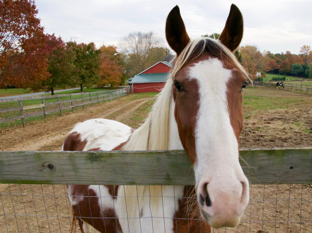 Painted Horse Ranch-埃尔克顿必去景点