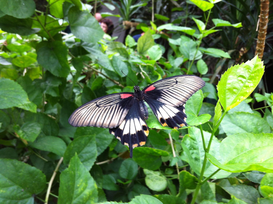 Haus der Schmetterlinge - Alaris Schmetterlingspark-Uslar必去景点