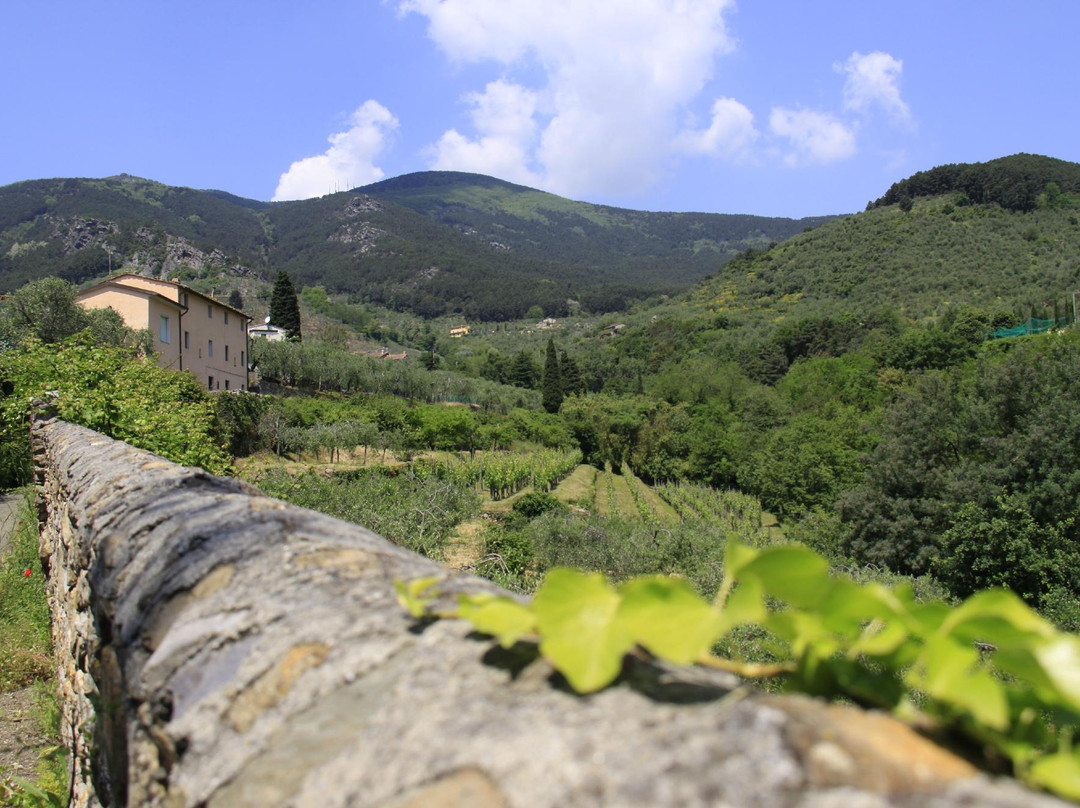 Colle di Compito酒店住宿-Il Vecchio Frantoio