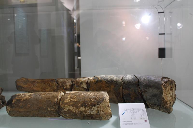 Museo Archeologico del Casentino Piero Albertoni景点图片