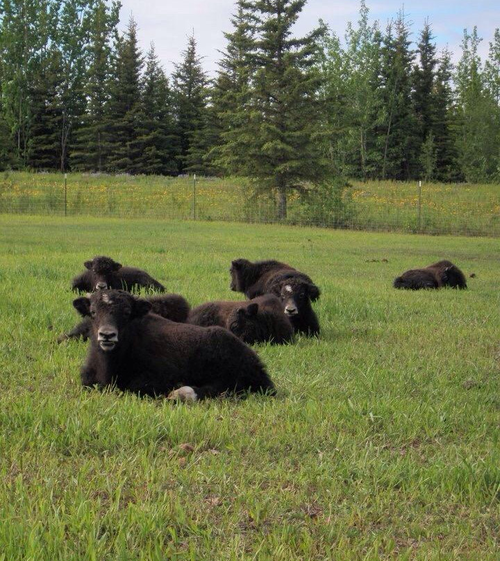 Alaska Yaks-Copper Center必去景点