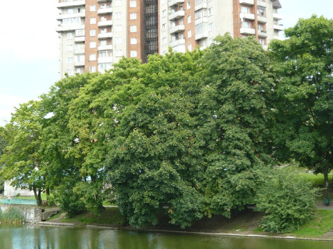Monument to Aleksandr Marinesko-加里宁格勒必去景点