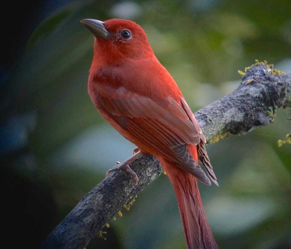 Tinamú Birding and Nature Lodge
