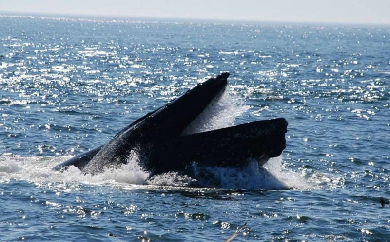 Welcome Aboard Whale Watching Tours-Westport必去景点