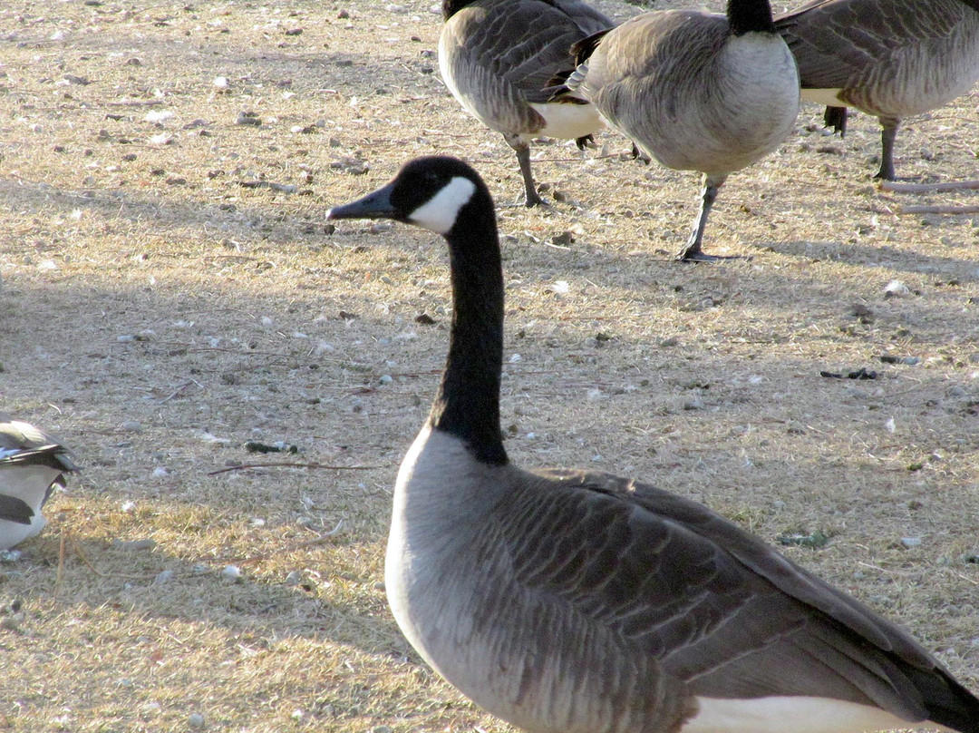 Lampe Park (County Park)-Gardnerville必去景点