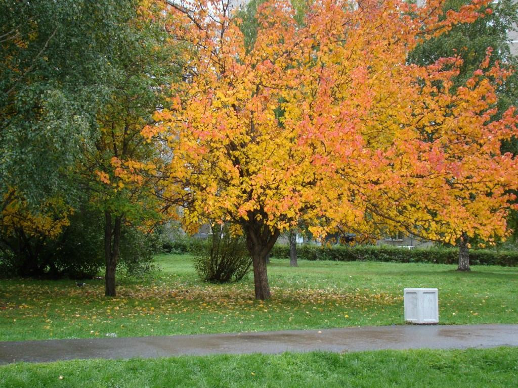 Arkhipov Park-叶卡捷琳堡必去景点