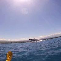 Kohala Kayak Club景点图片