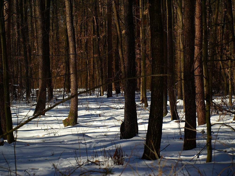 Wrzelowiec Landscape Park-Opole Lubelskie必去景点