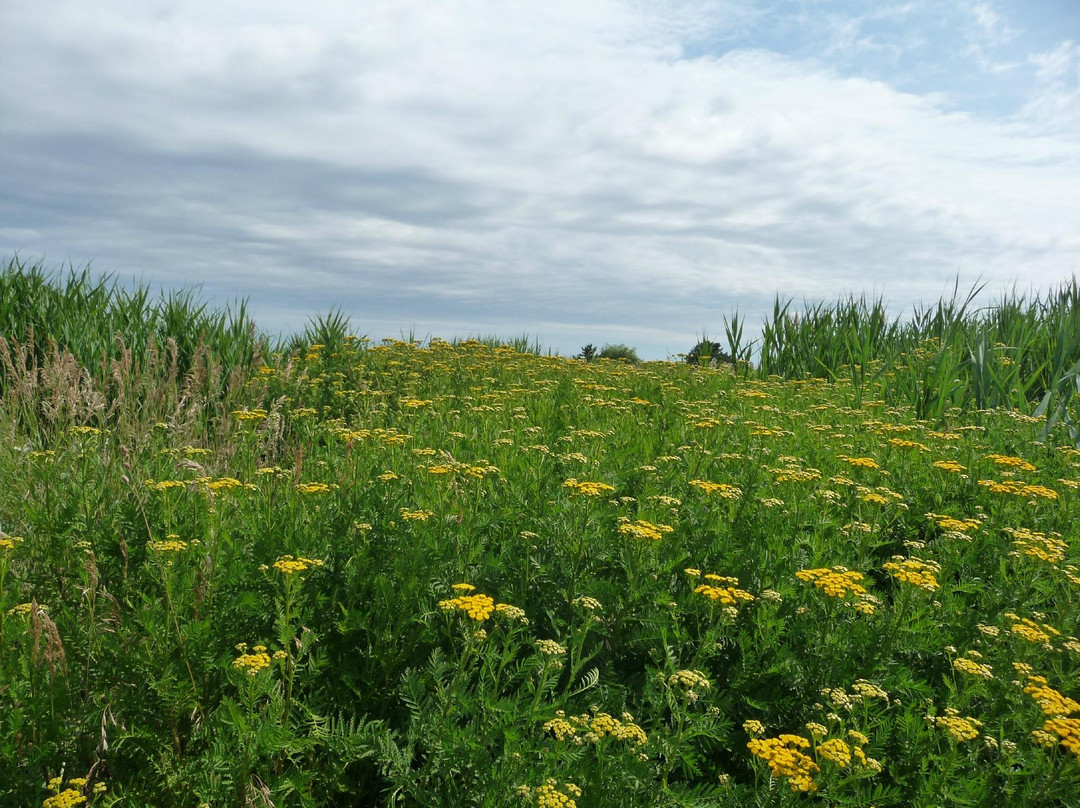 Belle Isle Marsh Reservation-波士顿必去景点
