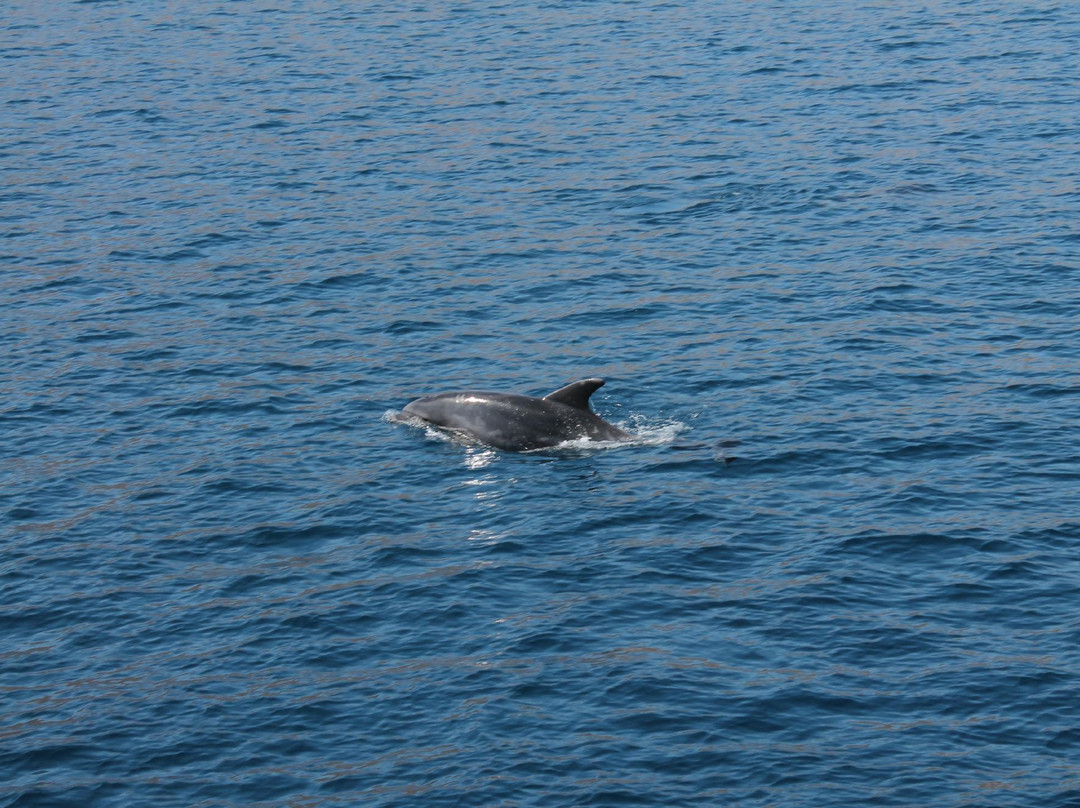 Mikros Kosmos Daily Trips-Pothia必去景点