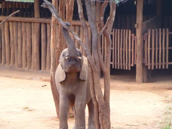 Lilayi Elephant Nursery-卢萨卡必去景点