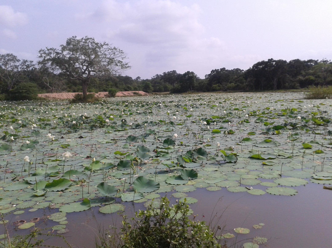 Wilpattu National Park景点图片