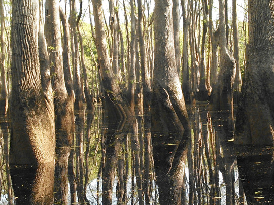 Backwater Expeditions-Rincon必去景点