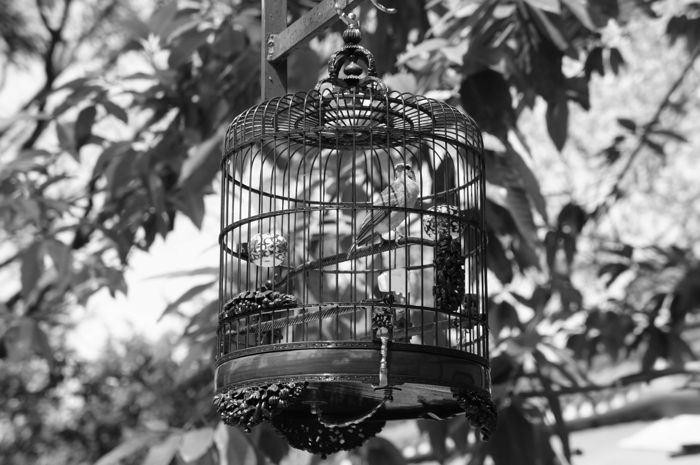 雀鸟花园-香港必去景点