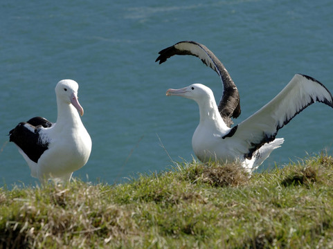 皇家信天翁中心-但尼丁必去景点