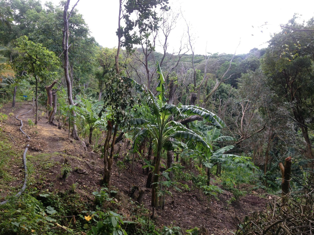 Cot Trail-蒙特塞拉特必去景点