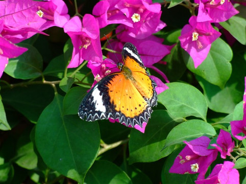 七彩蝶园-北京市必去景点