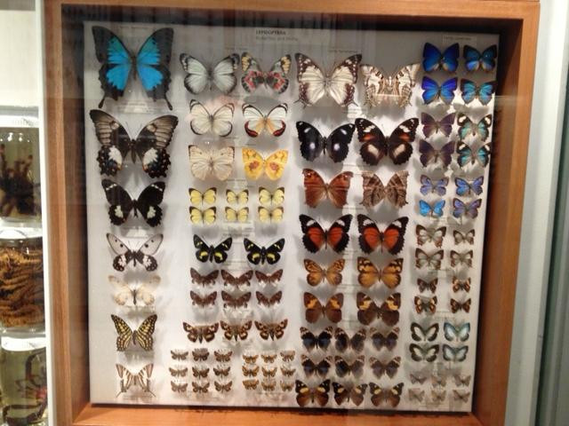 墨尔本博物馆-墨尔本必去景点