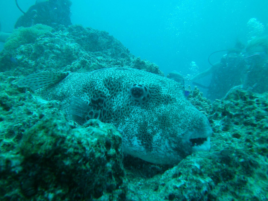 Bora Diving Center (by Eleuthera)-波拉波拉岛必去景点