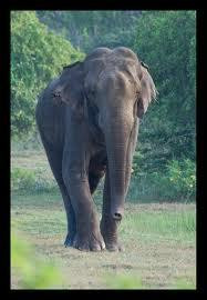 Panchi Safari Jeep Tours-蒂瑟默哈拉默必去景点