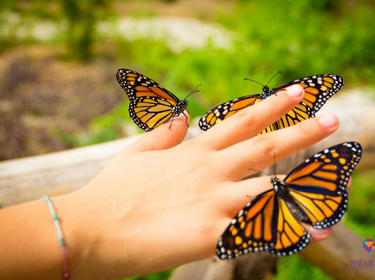 Yee Lo Bee Parque Mariposario-Rio Tangolunda必去景点