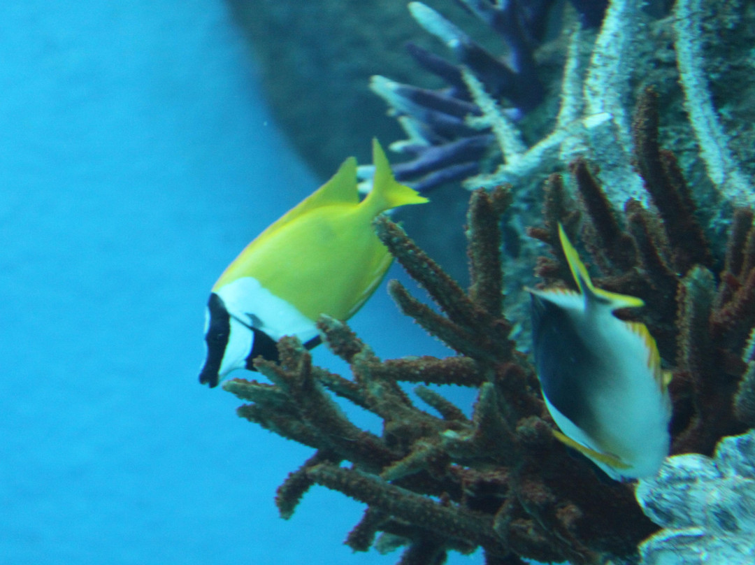 海洋生物园-圣淘沙岛必去景点