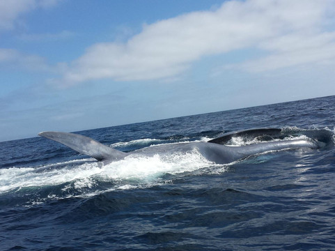 Adventure Whale Watching-圣地亚哥必去景点
