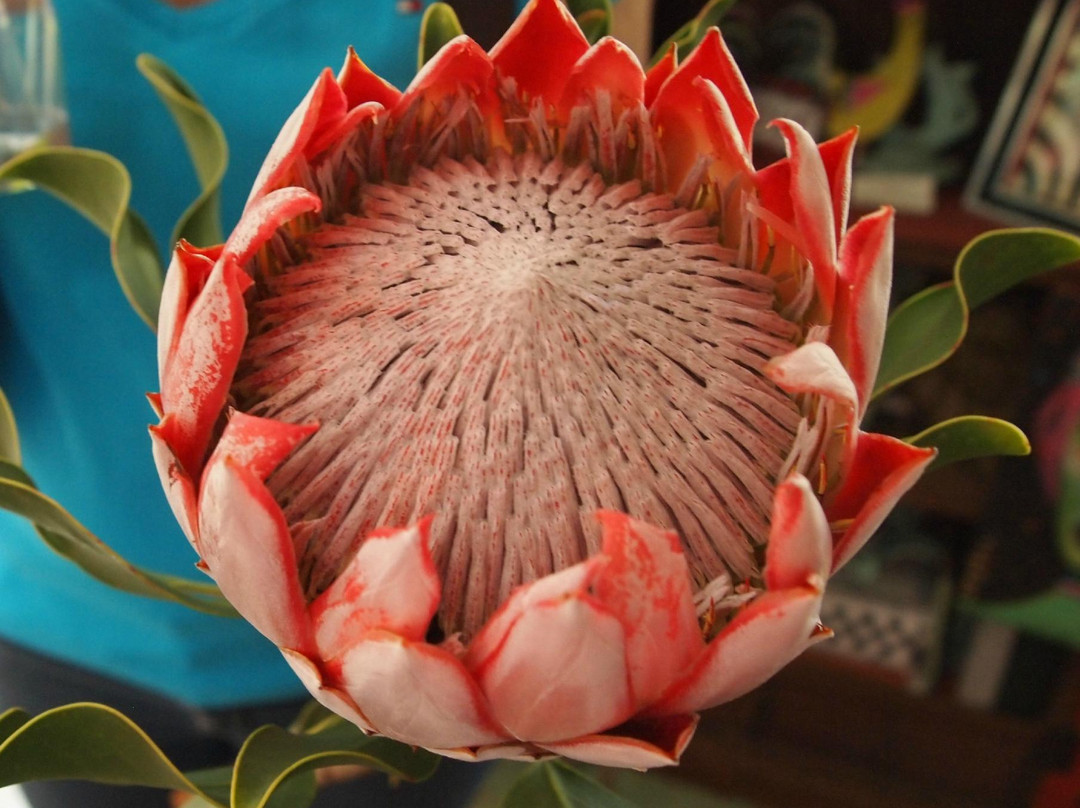 Local Tastes of Maui-马卡瓦必去景点