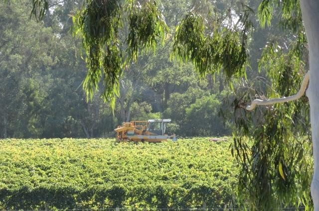 Henty旅游景点-Bonking Frog Wines