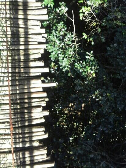 Monkeyland Primate Sanctuary-The Crags必去景点