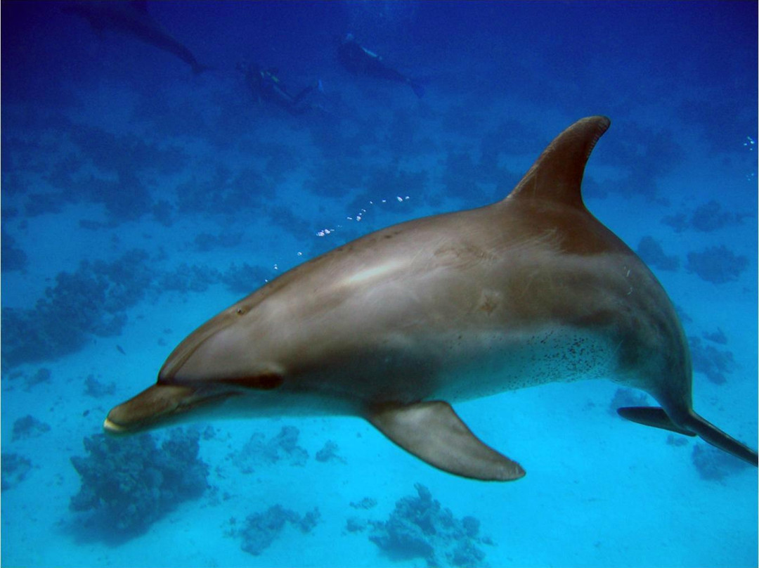 ZaBaRGaD House Reef-Hamata and Berenice必去景点
