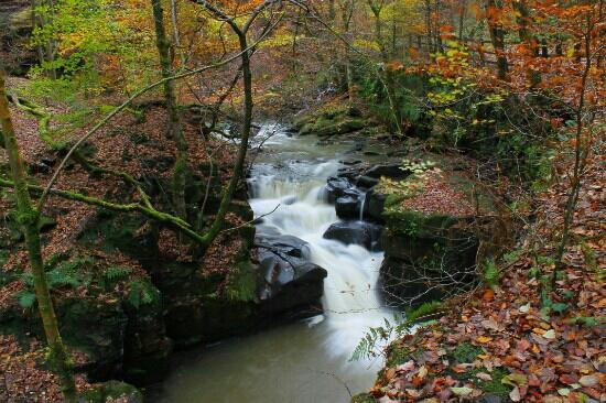 Healey Dell Nature Reserve景点图片
