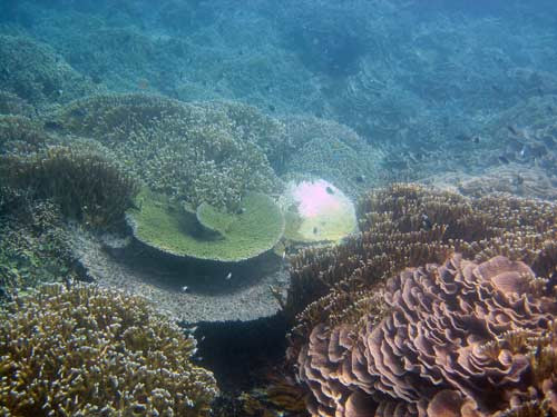 Mafia Marine National Park-马菲亚岛必去景点
