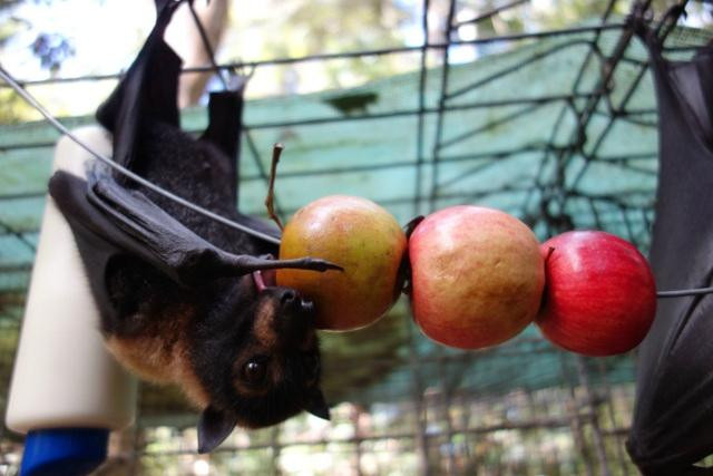 The Bat Hospital Visitor Centre- 阿瑟顿必去景点