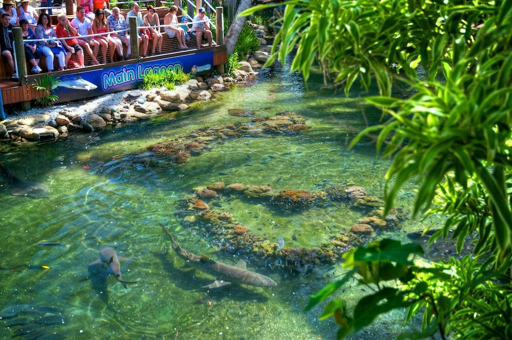 Daydream Island Living Reef-梦幻岛必去景点