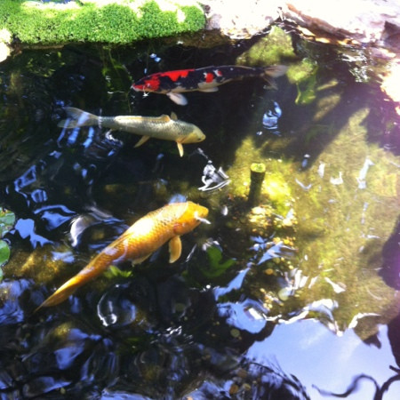 Self Realization Fellowship Hermitage & Meditation Gardens-恩西尼塔斯必去景点