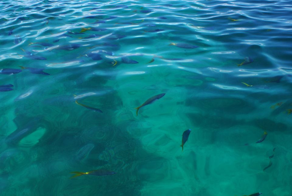 Sunlover Reef Cruises-凯恩斯必去景点