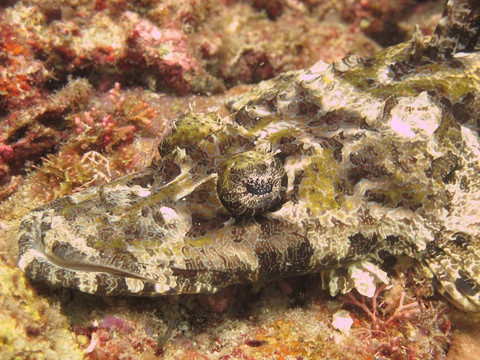 Sea Dog Diving-爱妮岛必去景点