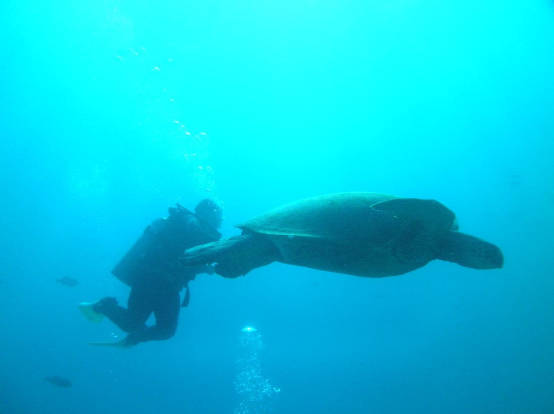 欧湖岛潜水之旅-火奴鲁鲁必去景点
