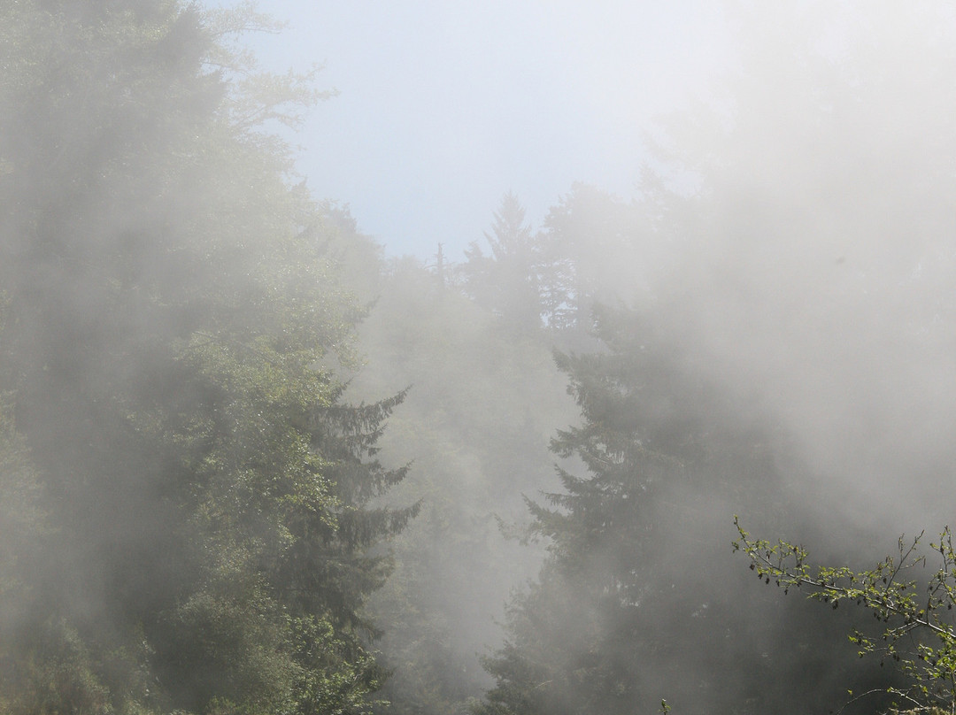 Prairie Creek Redwoods State Park景点图片