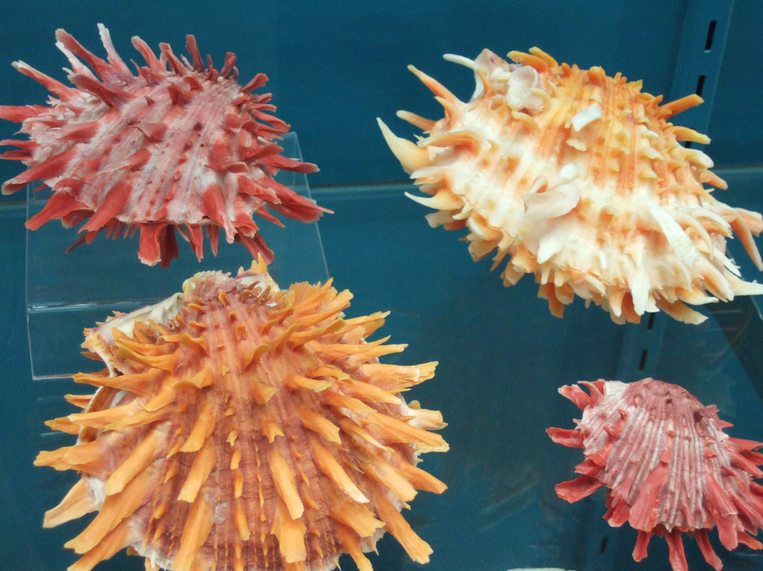 Bermuda Underwater Exploration Institute-汉密尔顿必去景点