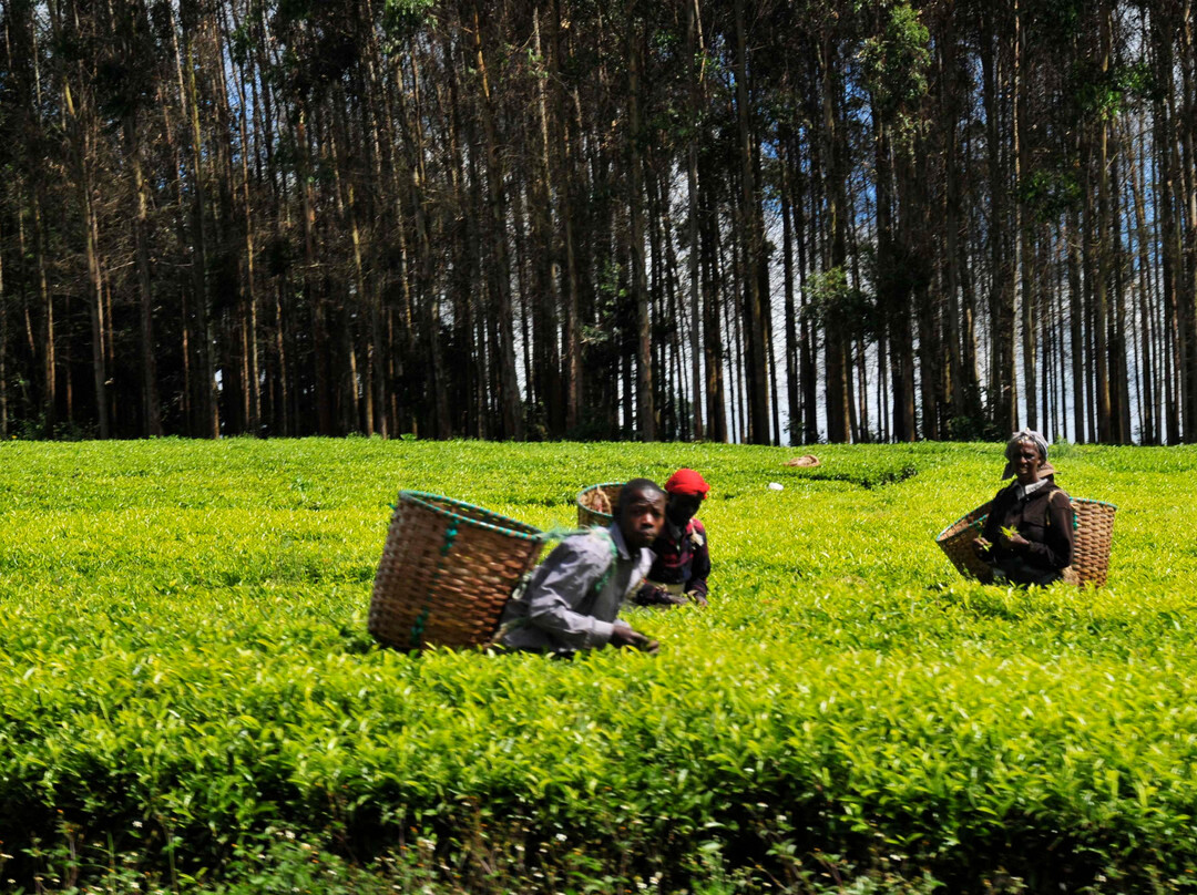 Kiambethu Farm-黎木鲁必去景点