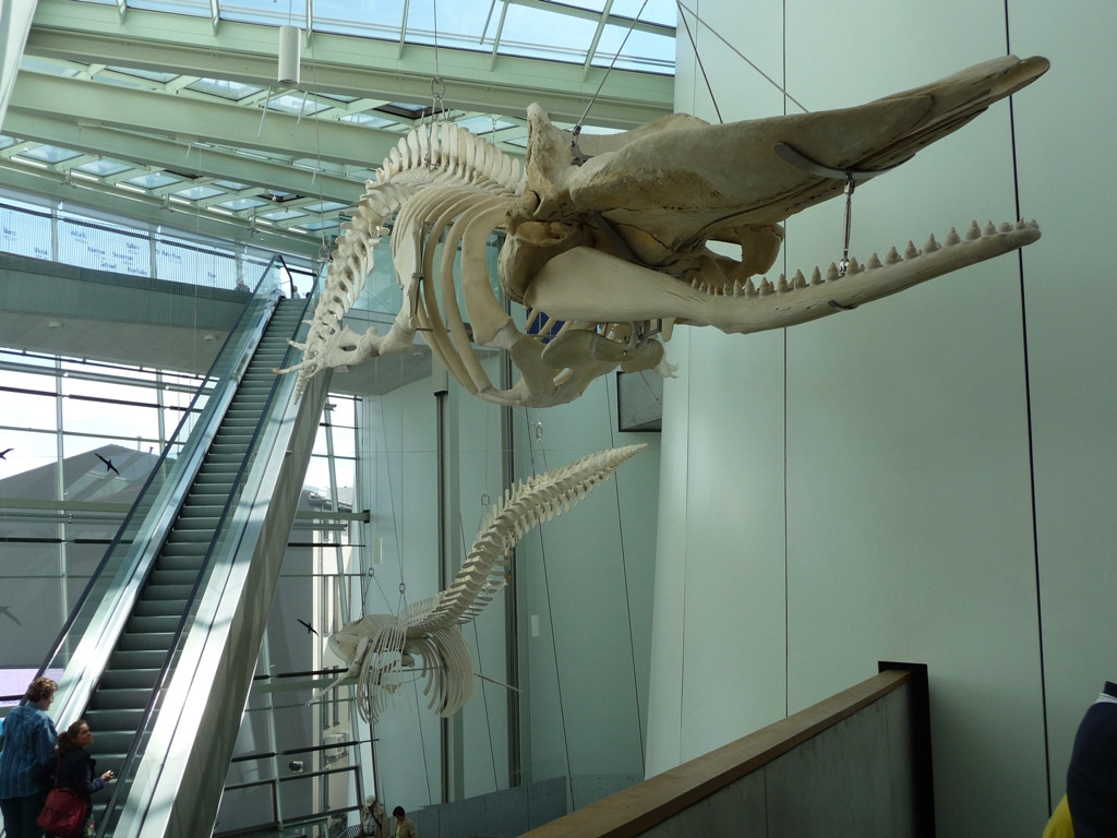 Ozeaneum-施特拉尔松德必去景点