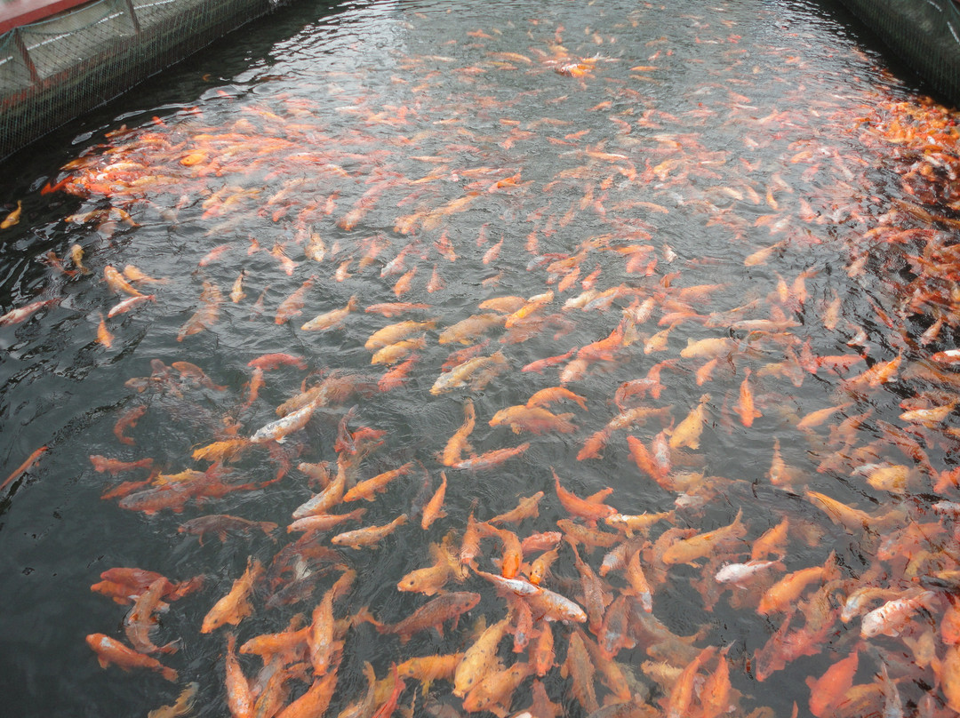 千岛湖屏溪漂流-淳安县必去景点