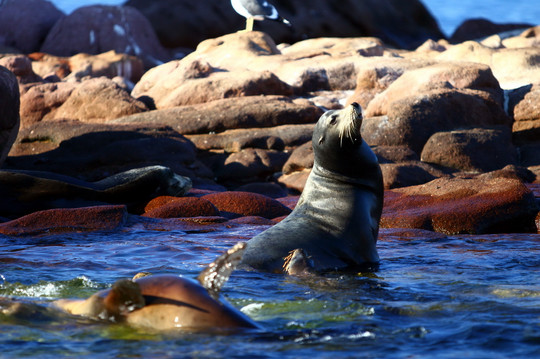 Baja Expeditions-拉巴斯必去景点