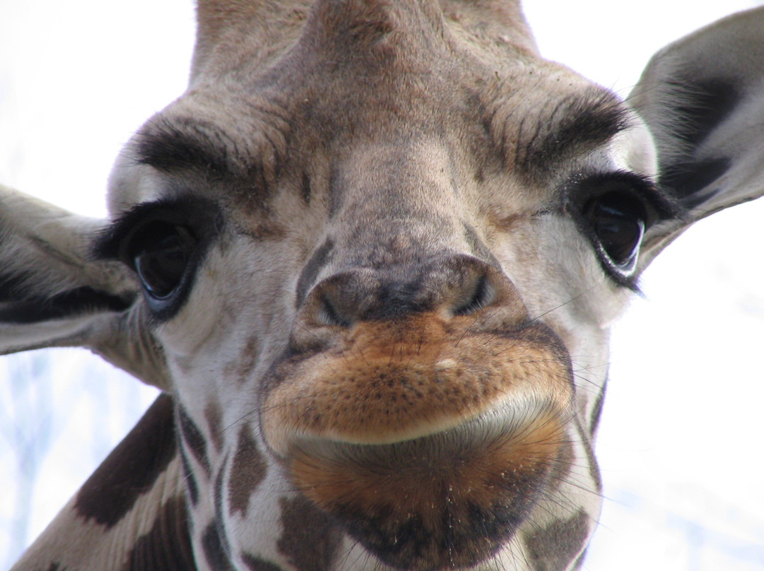 The Farm at Walnut Creek-Sugarcreek必去景点