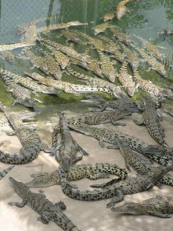 Crocodylus Park-达尔文市必去景点